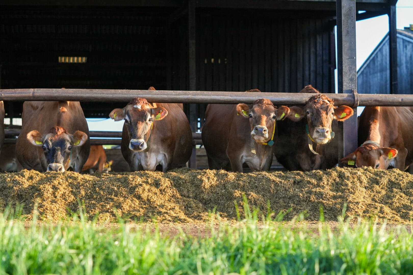 herd-of-cows-homepage-about-us-2